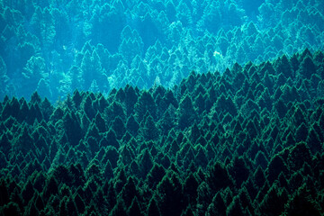 Pine Forest  Lush Trees on Mountainside in Summer