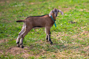 a small goat looking straight ahead in the meadow