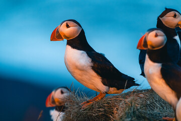 Atlantic puffin also know as common puffin is a species of seabird in the auk family. Iceland, Norway, Faroe Islands, Newfoundland and Labrador in Canada are known to be large colony of this puffin.