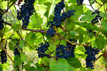 Branches with bunches of ripe grapes close-up. All over the background the branches of this plant