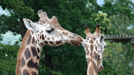 Detail of the faces of giraffes