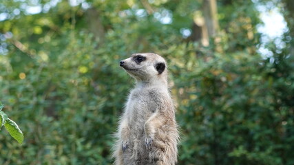 Detail of the face of meerkat