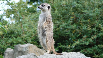 Fototapeta premium Meerkat guard on a rock
