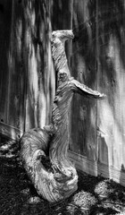 Drift wood creature