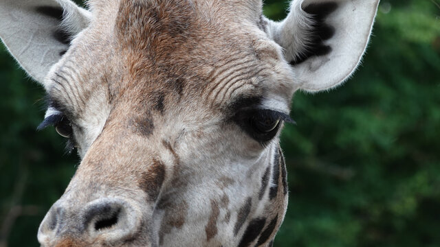 Close-up of a giraffe face
