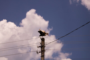 Stork sitting on a power pole on a background of clear blue sky