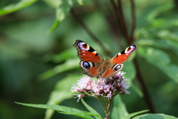Motyl