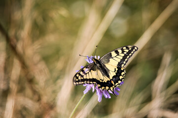 Motyl