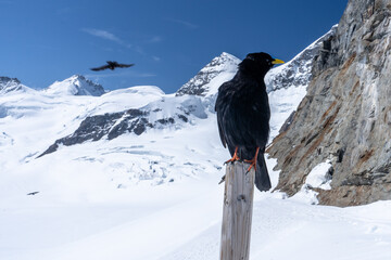 un oiseau noir sur un poteau devant un paysage de haute montagne avec de la neige