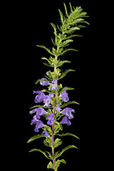 Obraz premium Flowering twig of Moldavian dragonhead, lat. Dracocephalum moldavica, isolated on black background