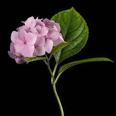 Inflorescence of the tenderly pink flowers of hydrangea, isolated on black background