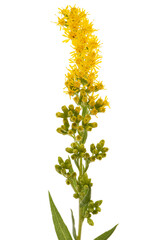 Yellow flowers of goldenrod, lat. Solidago, isolated on white background