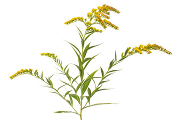 Yellow flowers of goldenrod, lat. Solidago, isolated on white background - 452576824