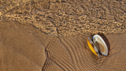 The shell of a bivalve mollusk on the sandy bottom of the river under water. Sandy bottom texture © Svetlana