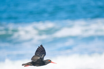 Oyster catchers flying over the ocean, along the coast of South Africa