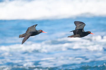 Oyster catchers flying over the ocean, along the coast of South Africa