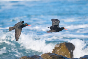 Oyster catchers flying over the ocean, along the coast of South Africa