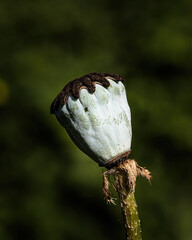 close up of poppy seed