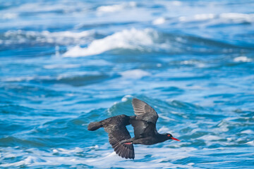 Oyster catchers flying over the ocean, along the coast of South Africa