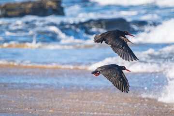 Beautiful Oyster Catcher birds on the beach, in South Africa, along the coast