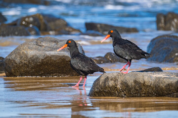 Beautiful Oyster Catcher birds on the beach, in South Africa, along the coast
