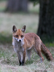 close up fox on meadow