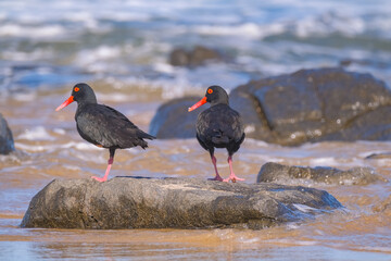 Beautiful Oyster Catcher birds on the beach, in South Africa, along the coast