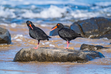 Beautiful Oyster Catcher birds on the beach, in South Africa, along the coast