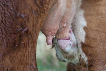 La vaca, en el caso de la hembra, o toro, en el caso del macho, es un mamífero artiodáctilo de la familia de los bóvidos. La Vaca y su cría el ternero