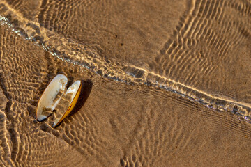 The shell of a bivalve mollusk on the sandy bottom of the river under water. Sandy bottom texture © Svetlana