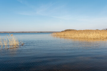 View of a blue lake with yellow dry reeds and a clear blue sky with light clouds on a sunny windy spring day. Nature landscape background