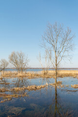 Naklejka na ściany i meble Spring flood blue lake. Trees still without leaves grow in a meadow flooded with water. Beautiful landscape with blue sky and water on a spring day
