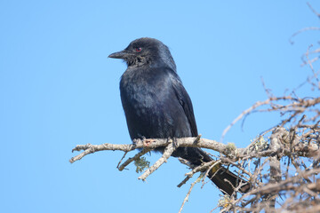 Fork tailed drongo perched in the sunlight for warmth