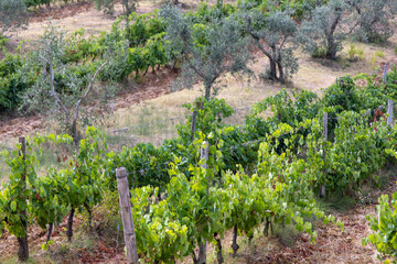 vineyards and olive trees near San Antimo abbey tuscany italy