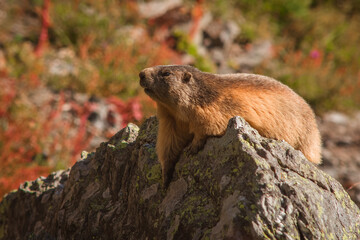 Marmotte