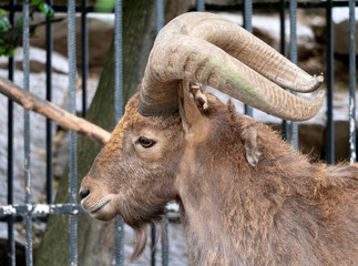 Beautiful mountain goat with helical long horns on the background of rocks