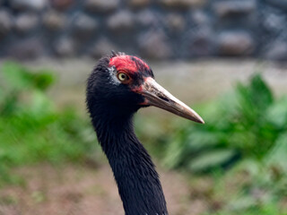The red-crowned crane Close up portrait Grus japonensis also called the Japanese crane