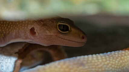 gecko, tier, reptil, eidechse, leopard, wild lebende tiere, natur,