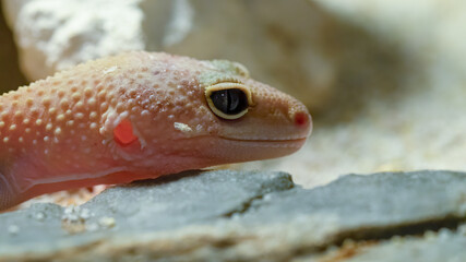gecko, tier, reptil, eidechse, leopard, wild lebende tiere, natur,