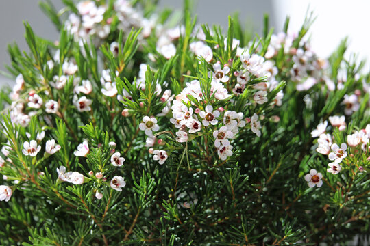 Blooming Wax Flower, Chamelaucium - the flower originates from Australia