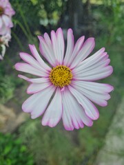 Fototapeta premium pink daisy flower