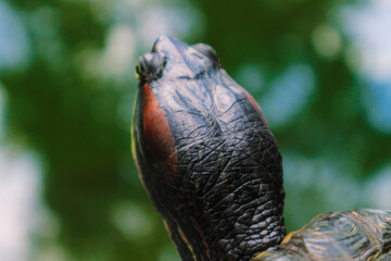 a large turtle on a green background