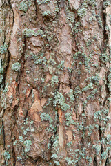 Closeup of the bark of a tree.