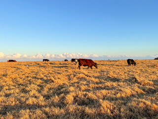 Fototapeta na wymiar Cows in the rural farmlands, as the sun starts to set in South Africa