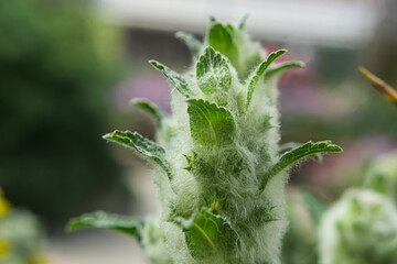 A green and hairy plant.