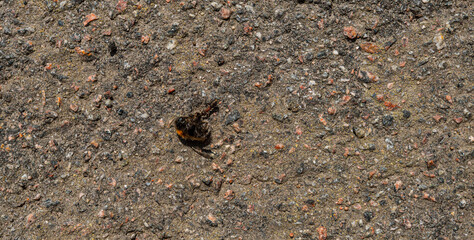 An ant dragging a dead bumblebee.