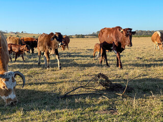 Cows in the rural farmlands, as the sun starts to set in South Africa