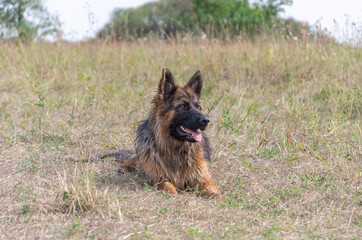 A long-haired German Shepherd lies on the grass in a field
