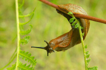snail on a leaf