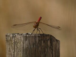 Ruddy darter (Sympetrum sanguineum) - red dragonfly resting on dead tree trunk, Gdansk, Poland